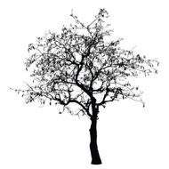 Tree silhouette Detailed vector