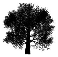 oak N3