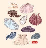 Seashells vector set Collection of different isolated shells
