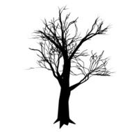 contour big old tree without leaves