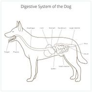 Digestive system of the dog vector illustration