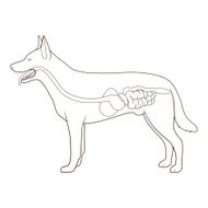 Digestive system of the dog vector illustration N2