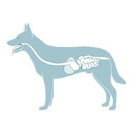 Digestive system of the dog vector illustration N3