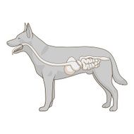 Digestive system of the dog vector illustration N4