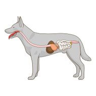 Digestive system of the dog vector illustration N5