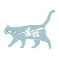 Digestive system of the cat vector illustration N5