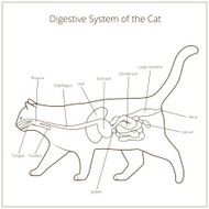 Digestive system of the cat vector illustration N6
