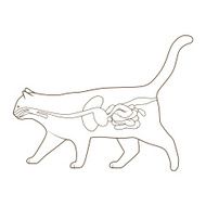 Digestive system of the cat vector illustration N7