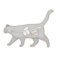 Digestive system of the cat vector illustration N8