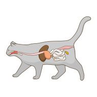Digestive system of the cat vector illustration N9