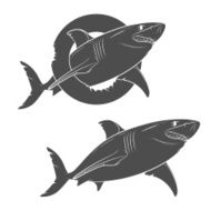 Vector drawing of a terrible shark N2