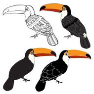 Toucan Set of birds isolated on white background