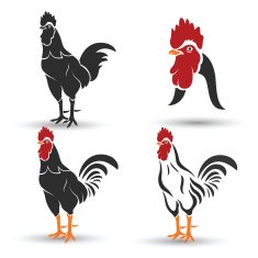 Cock N4