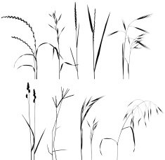 Grass Collection For Designers