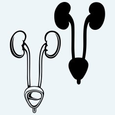 Kidney and urinary bladder