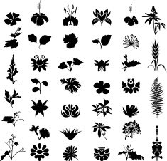 Floral elements N31