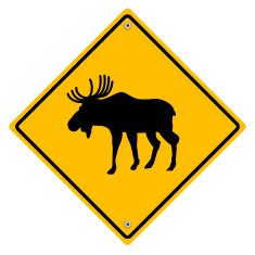 Moose crossing