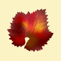 Isolated colorful fall grape leaf N2