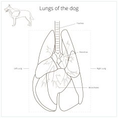 Lungs of the dog vector illustration N3