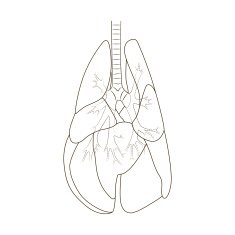 Lungs of the dog vector illustration N4