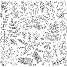 Set of outline leaves
