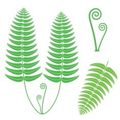 Fern N3