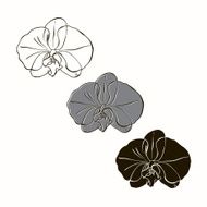 Vector set of orchids isolated on white background
