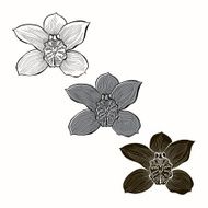 Vector set of orchids isolated on white background N4