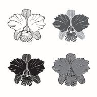 Vector set of orchids isolated on white background N5