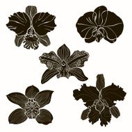 Vector set of five different silhouettes orchids