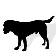 Vector silhouette of a dog N25