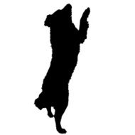 Vector silhouette of a dog N63
