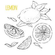 The drawn set of lemons Lemon segments juicy lemon