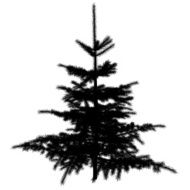spruce silhouette