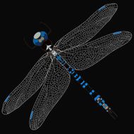 Vector dragonfly isolate N2
