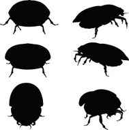 bug scarab attacking