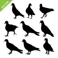 Bird silhouettes vector