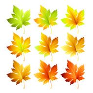 Set of colorful autumn leaves Vector illustration