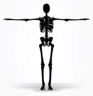 skeleton silhouette in default pose N8