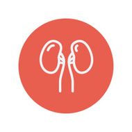 Human kidney thin line icon