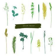 Summer herbs silhouettes