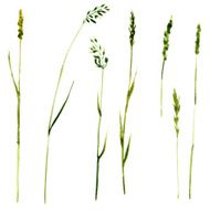 Set of watercolor drawing herbs