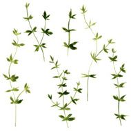 Set of watercolor drawing herbs N2