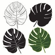 Vector set of palm leaves isolated on white background