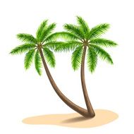 Palm trees Vector illustration