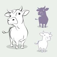 cow N19