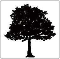 Big Tree N4