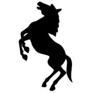 wild horse standing