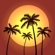 palms and sunset