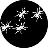 Ants on black ground